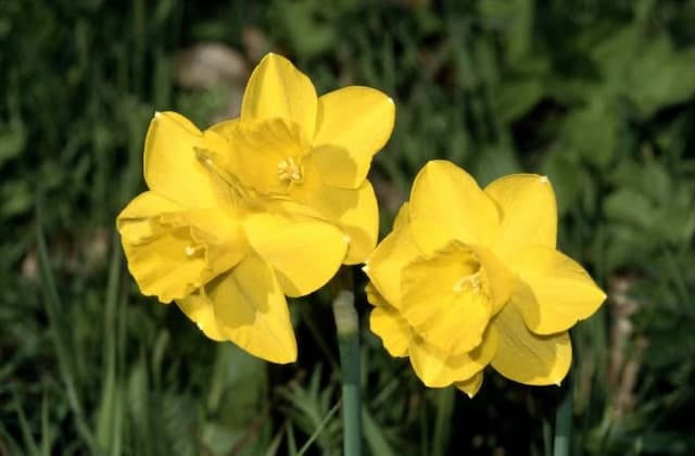 Daffodil 'Rugulosus'