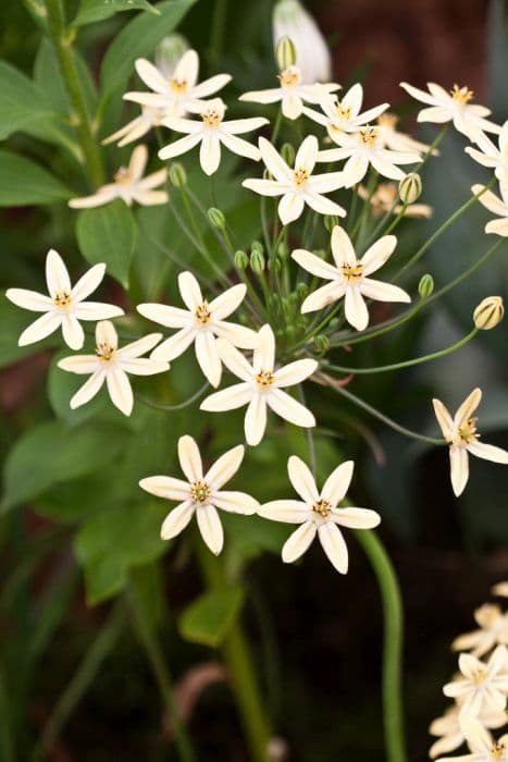 triplet lily 'Starlight'