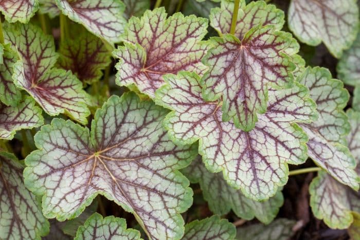 alum root 'Green Spice'