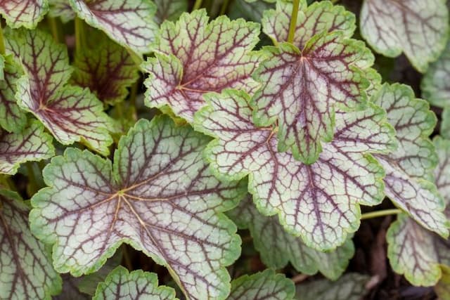 Alum root 'Green Spice'