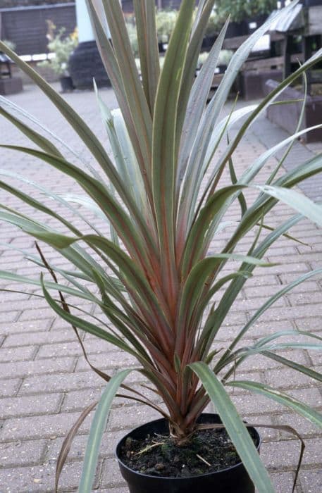 cabbage palm 'Sundance'