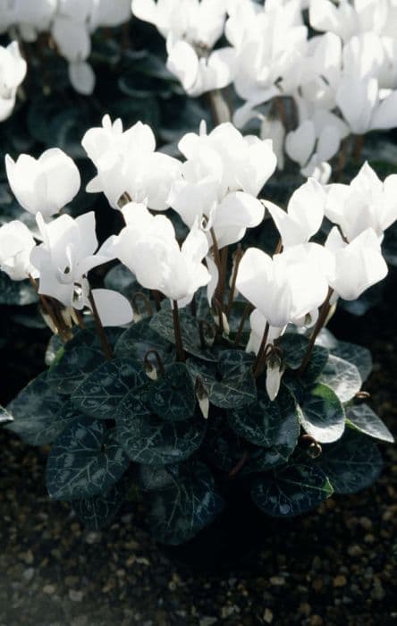 cyclamen 'Laser White'