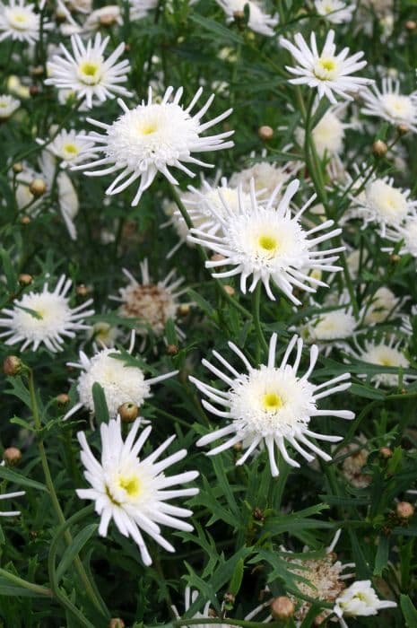 Marguerite 'Starlight'