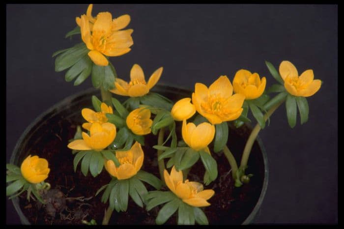 winter aconite 'Orange Glow'