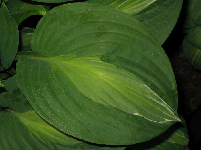 plantain lily 'Striptease'