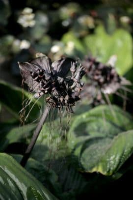 bat flower