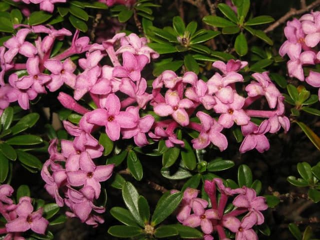 Daphne 'Wilhelm Schacht'