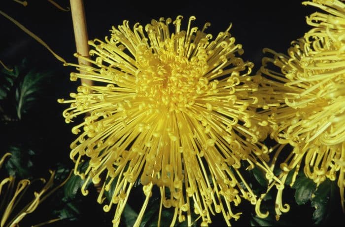 chrysanthemum 'Golden Rain'