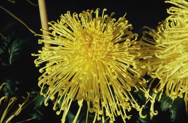 Chrysanthemum 'Golden Rain'