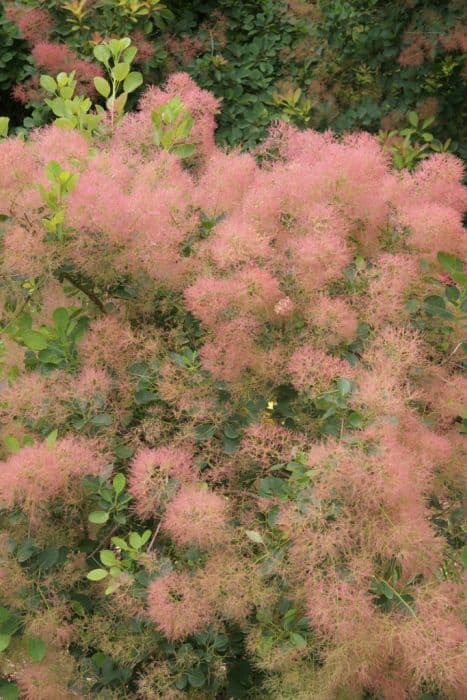 smoke tree 'Young Lady'