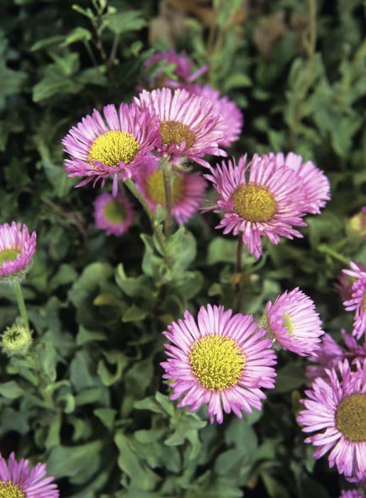 fleabane 'Sea Breeze'