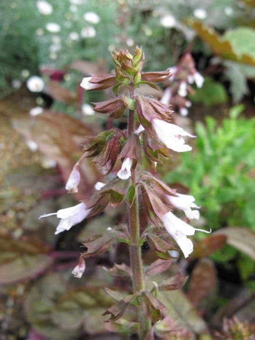 lyre-leaf sage 'Purple Knockout'