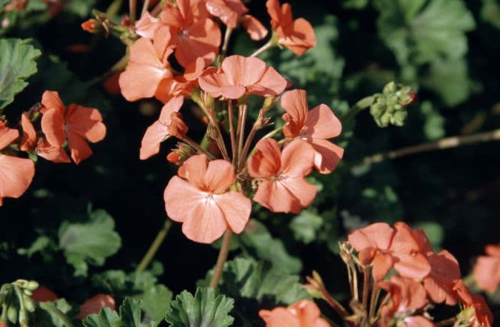 pelargonium [Antik Orange]