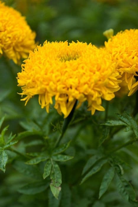 African marigold