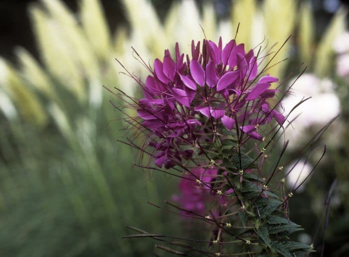 spider flower 'Violet Queen'