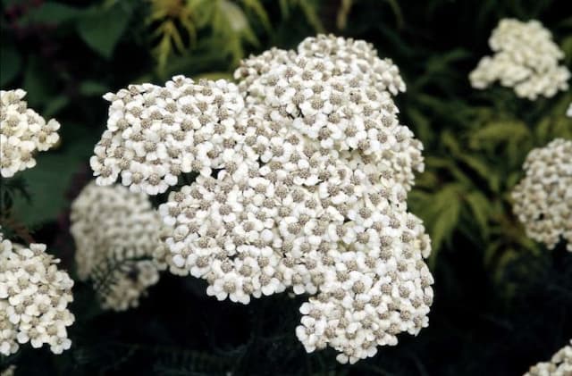 Yarrow 'Mondpagode'