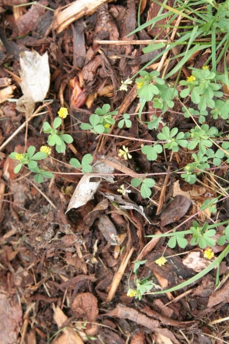 lesser trefoil