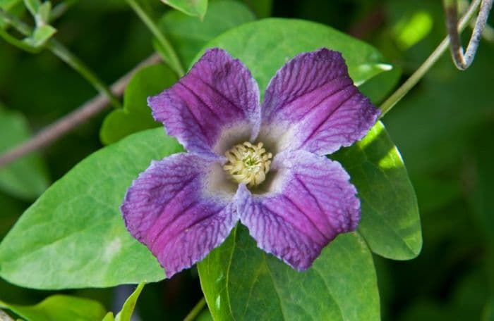 clematis 'Pendragon'