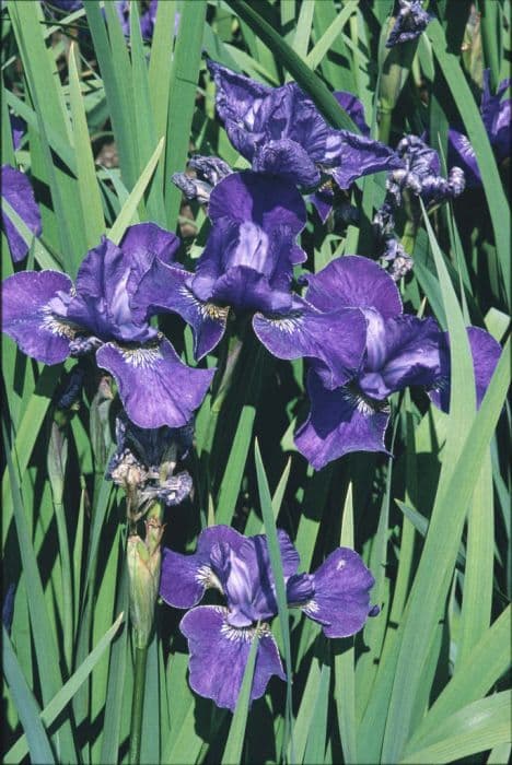 Siberian iris 'Zakopane'