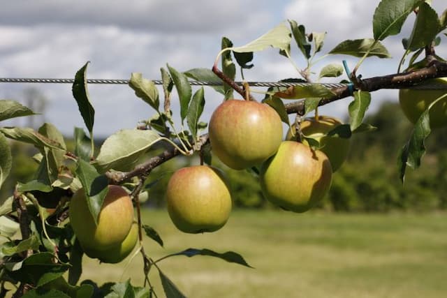 Apple 'Red Falstaff'