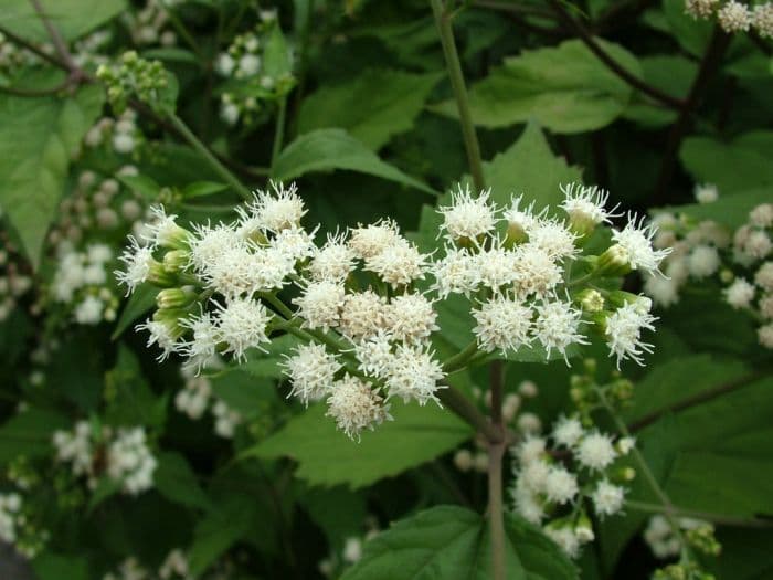 white snakeroot