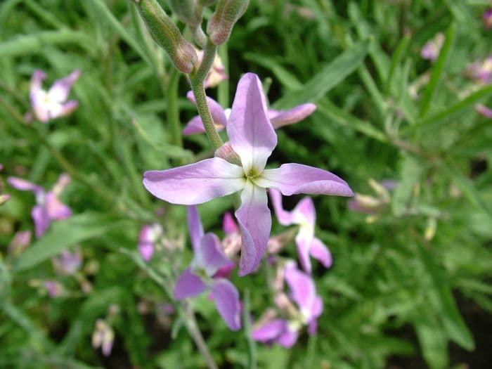 night-scented stock