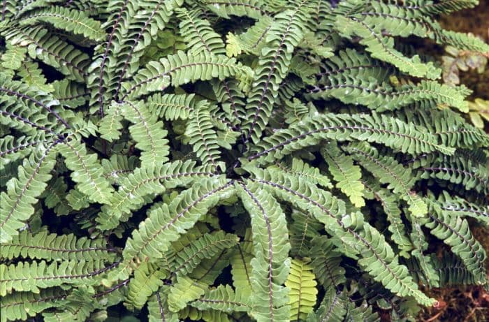 Aleutian maidenhair 'Subpumilum'