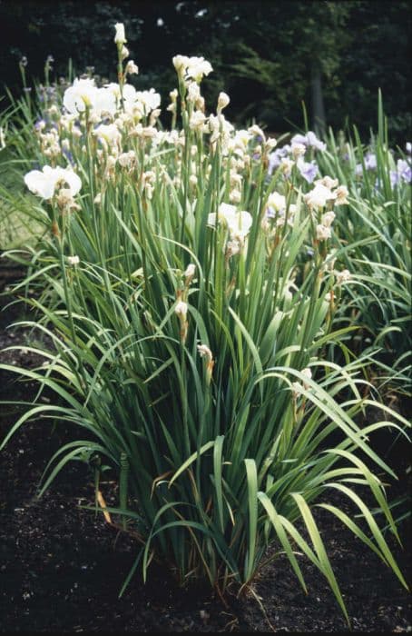 Siberian iris 'Mikiko'