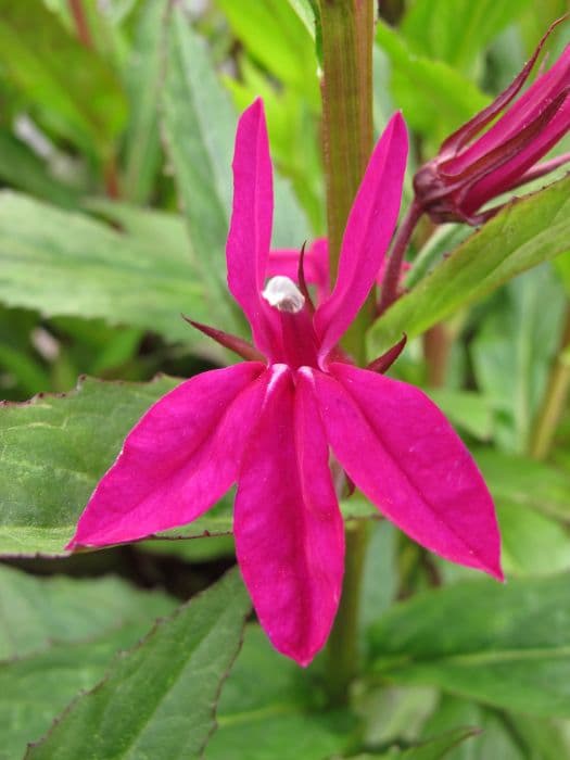 lobelia 'Tania'