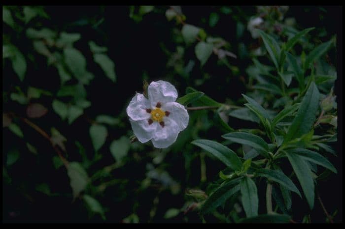 rock rose 'Jessamy Beauty'