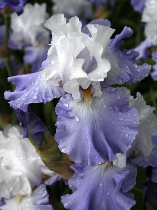 iris 'Lark Rise'