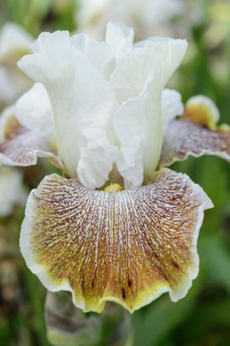 tall bearded iris 'Owyhee Desert'