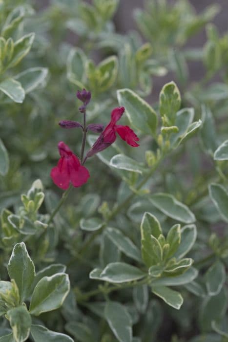 autumn sage 'Desert Blaze'