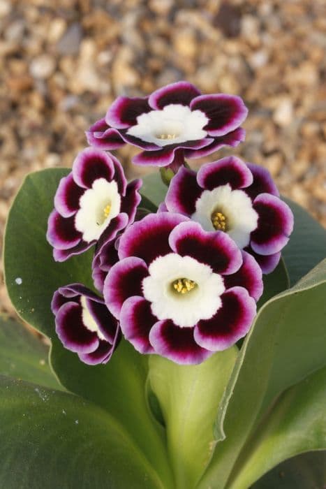 auricula 'Harry Hotspur'