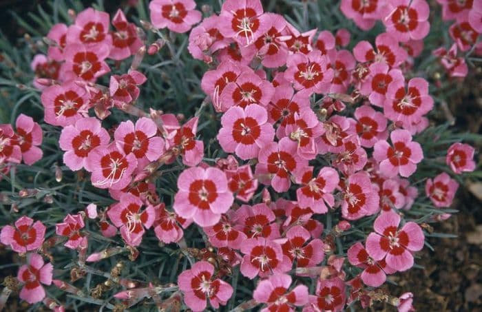 pink 'Betty Morton'