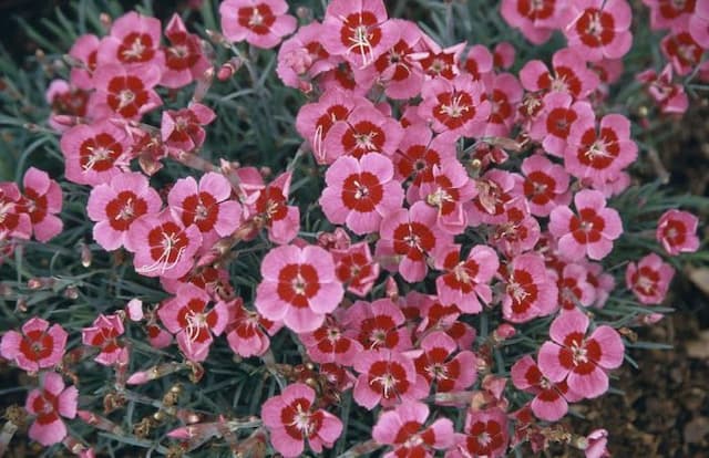 Pink 'Betty Morton'