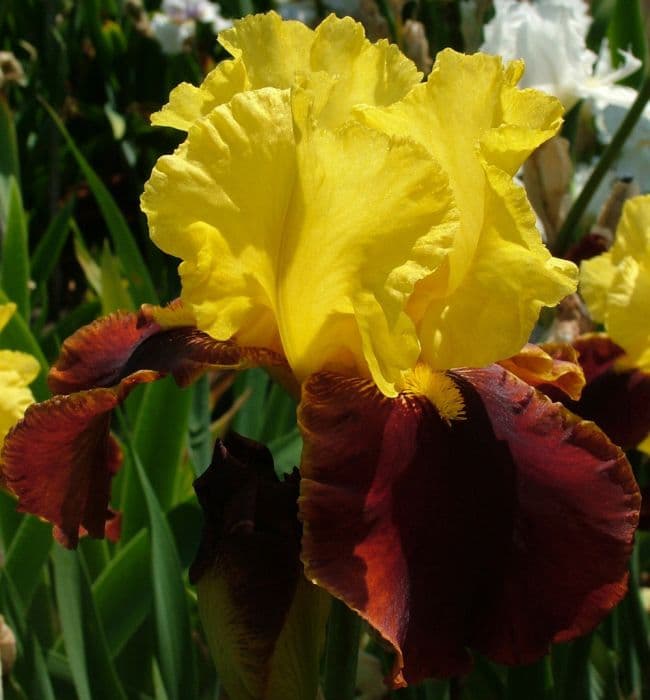 iris 'Andalou'