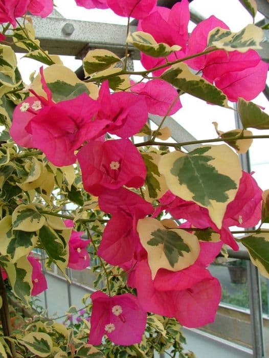 bougainvillea 'Raspberry Ice'