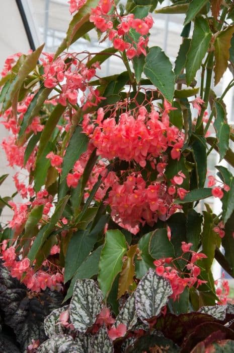 begonia 'Hazel's Front Porch'