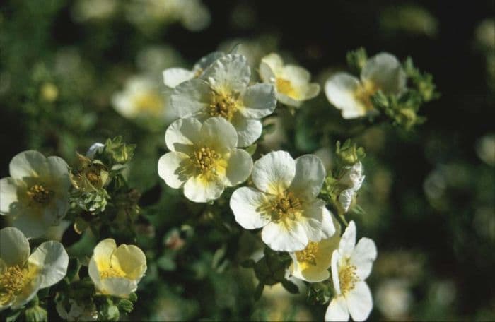 shrubby cinquefoil 'Limelight'