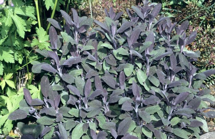 purple sage