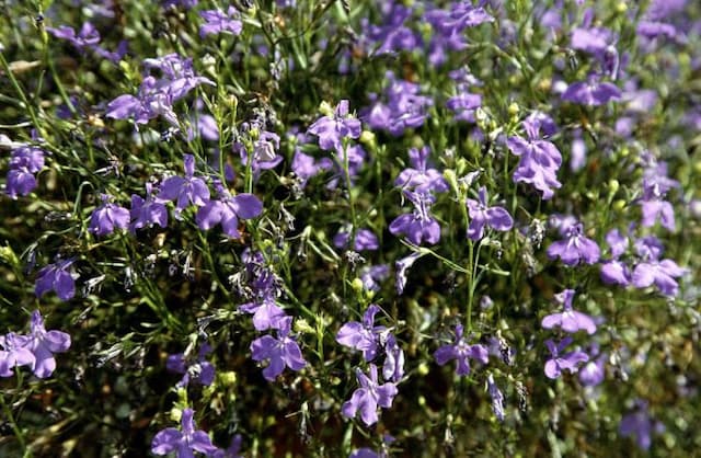 Trailing lobelia 'Regatta Midnight Blue'