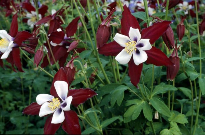 columbine 'Louisiana'