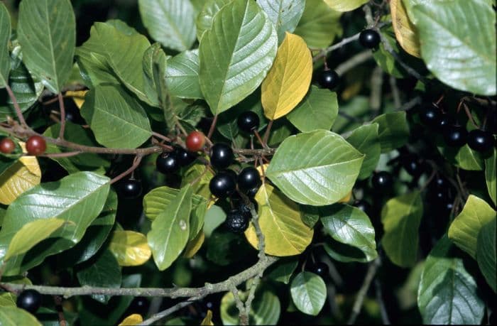 alder buckthorn