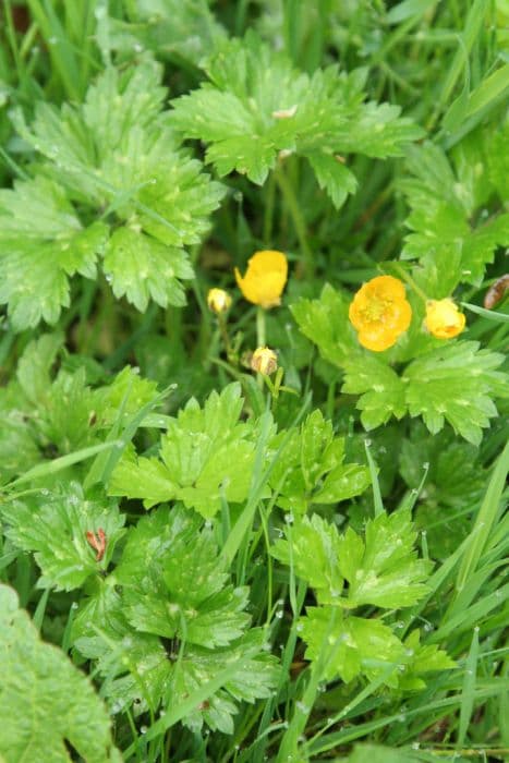 creeping buttercup