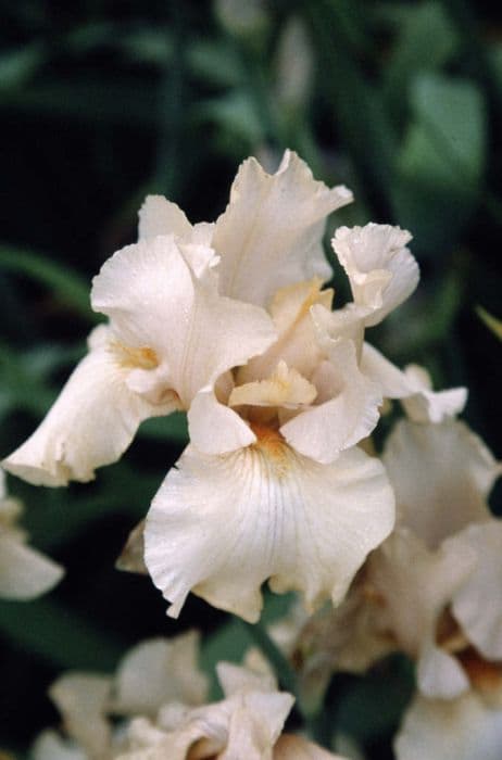 iris 'Garlanda'