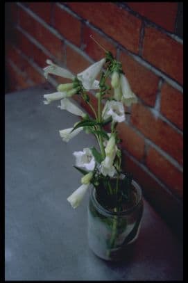 Penstemon 'Wedding Bells'