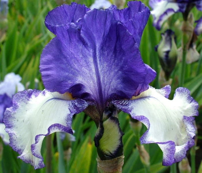 iris 'Midnight Web'