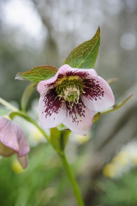 Pink-spotted hellebore