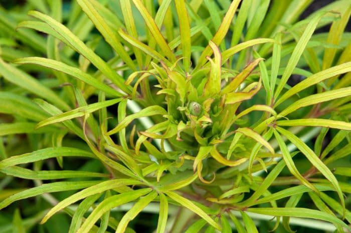 stinking hellebore 'Gold Bullion'